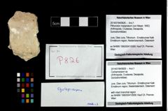 Foto (Objekt + Etikett) von Cycloprosopon sp.  (NHMW-GEO-2014-0194-0826)